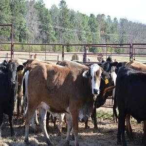 Champion Bred Cows ,Boer Goats, Live Sheep, Cattle for sale