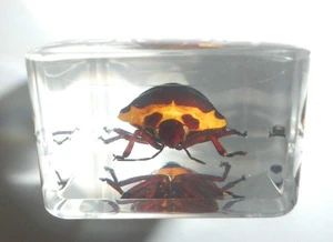china factory ODM / OEM Creative bug in resin