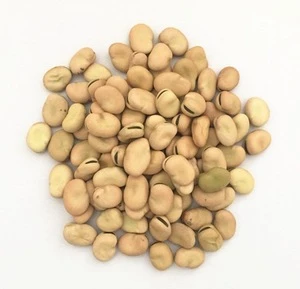 Chinese broad faba beans