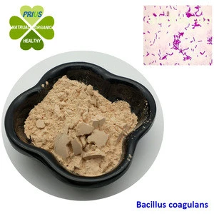 Conditioning gastrointestinal healthy product Bacillus coagulans