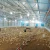 Import Egg chicken poultry farm house design for layers briolers chicken cage from China
