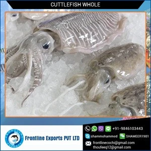Exclusive Range of Frozen Whole Cleaned Cuttlefish Price