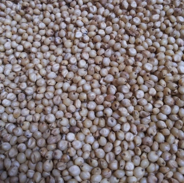 Export Quality Sorghum Seeds Exporter In India