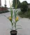 Import Factory direct sales artificial crops/natural appearance decoration artificial corn plants for Stage landscaping from China