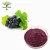 Import Factory Supply Instant Fresh Grape Fruit Powder from China