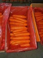 Fresh carrots for export