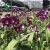 Import Fresh Dendrobium Red Bull Orchid Cut Flower From Thailand from Thailand