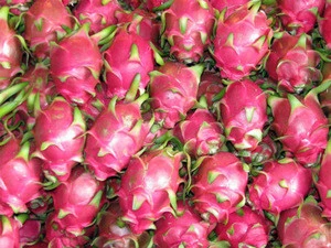 Fresh Dragon Fruit from South Africa with competitive price