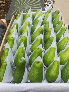 Fresh Egyptian Guava with High quality