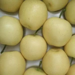 fresh fruit pear golden pear for sale