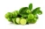 Import Fresh Green Lime Seedless and , Persian Lime Supplier/Wholesale from Ukraine