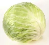 Fresh High Quality Cabbage Wholesale From Bangladesh