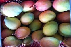 Fresh Mango for sale