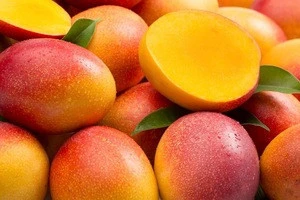 Fresh Mangoes / Alphonso Mangoes / Kent Mangoes