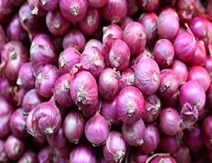 Fresh Onion - Fresh Shallot- High Quality and Best Price