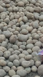 Fresh potato