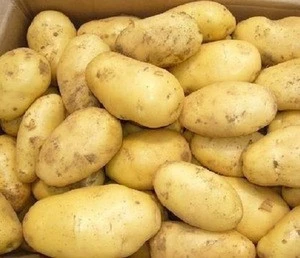 Fresh Potatoes  | Holland Potatoes |  Irish Potatoes For Sale