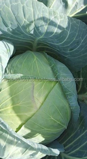Fresh Style Cabbage (REd- White)