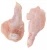 Import Frozen Chicken Leg Meat Boneless Skinless from Philippines