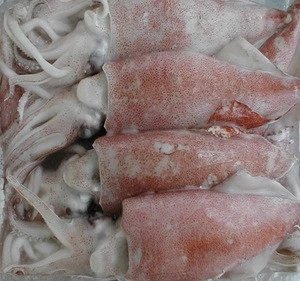 good price frozen baby loligo squid