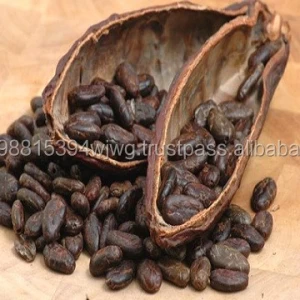 GOOD Sell Cacao Bean / Cocoa (Organic Certified)