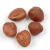 Import Guaranteed Quality Unique Hazelnut kernels/Hazelnut from Canada