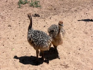 HEALTHY OSTRICH CHICKS FOR SALE / OSTRICH CHICKS ONE MONTH OLD - 1 - 6 MONTHS  CHICKS FOR SALE