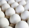 High Quality Fresh Chicken Eggs Ukraine