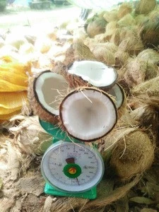 High Quality Fresh Coconut from VietNam