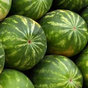 High Quality Fresh watermelon Best Price Wholesale