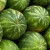 High Quality Fresh watermelon Best Price Wholesale