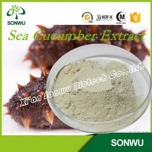 High Quality Sea Cucumber Extract/Sea Cucumber Powder