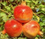 high Sweet Pomegranate crops