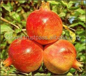 high Sweet Pomegranate crops