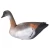 Import Hot Buy hunting decoys XPE foam  /EVA plastic / Rubber decoy goose for outdoor hunting- Resting Standing Eating from China