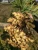 Import (HOT) ginger/ yellow ginger/Small, fresh ginger of YUNNAN PROVINCE from China
