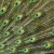 Import Hot sale 25-120cm Natural Peacock Feather With Eyes from China