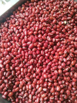 Hot Sale Chinese New Crop Dry Red Adzuki Beans Wholesale Cheaper