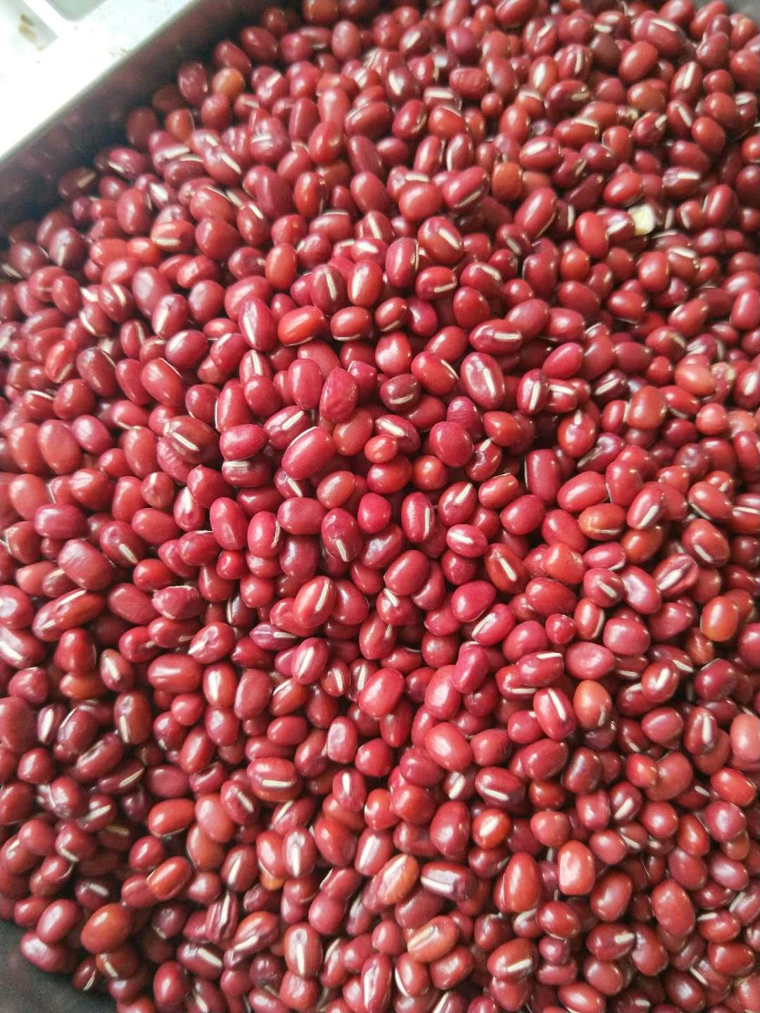Hot Sale Chinese New Crop Dry Red Adzuki Beans Wholesale Cheaper