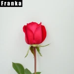 Hot Sale Fresh Cut Flowers Fresh Cut Red Rose From Kunming