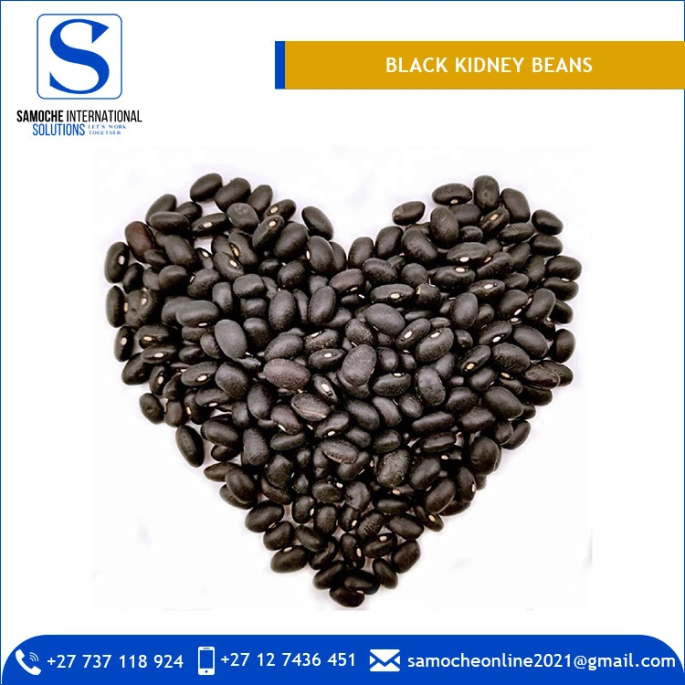 Hot Sale on Long Shape Dried Black Kidney Beans for Sale