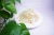 Import Hot Selling IQF Frozen Organic Green Mung Bean Sprout from China