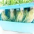 Import Indoor Hydroponics System Grower Watering Plant Cloner Kit from China