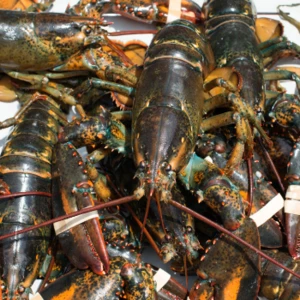 Live Lobster for sale
