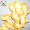 Market Prices For Air Dried fresh Ginger For UK,CANADA,USA