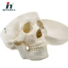 Medical anatomical life size plastic human skull model