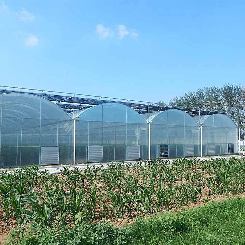 Multi-span Plastic Film Greenhouse Hydroponic Greenhouse Strawberry Greenhouse Turnkey Project