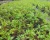 Import natural cinnamomum kanehirae plant from China