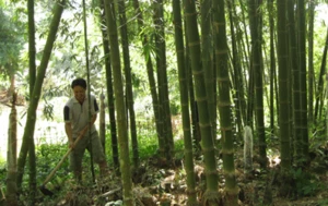 Natural Green Bamboo Pole Vietnam Exporting-Raw Materials (Ms. Holiday)