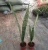 Import Natural Plant Sansevieria Haemanthus indoor outdoor plant from China